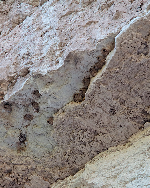 [Cliff Swallow Nests]