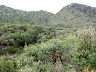 Montoso Canyon Habitat
