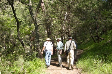 Birding the Vault Mine Trail