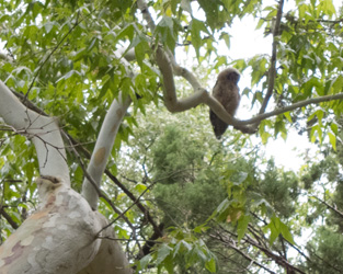 Spotted Owl Branchling