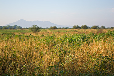 Grasslands near the San Pedro