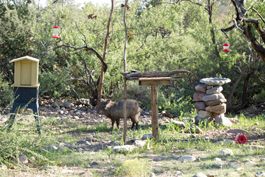 Javelina at the Feeders