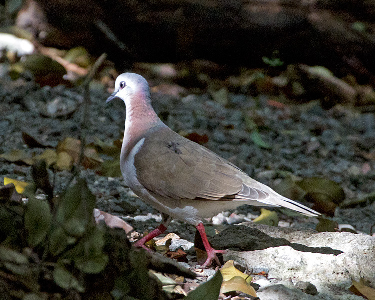 [Caribbean Dove]