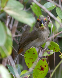 Greater Antillean Bullfinch
