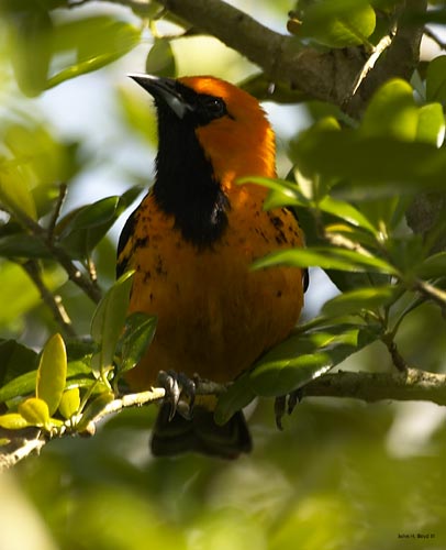 [Spot-breasted Oriole]