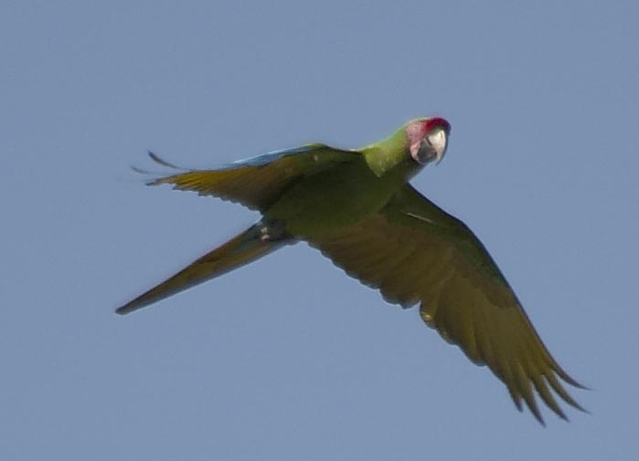[Military Macaw]