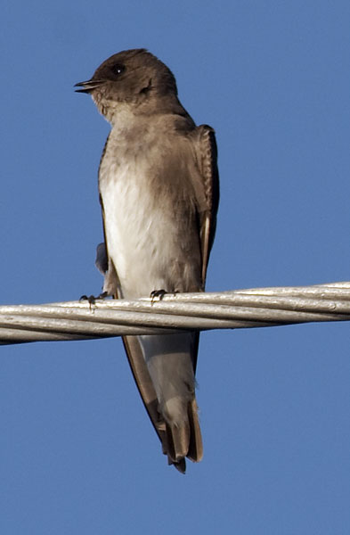 [Northern Rough-winged Swallow]
