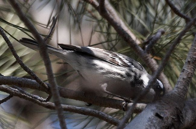 [Black-throated Gray Warbler]