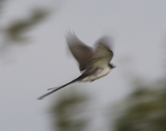 [Fork-tailed Flycatcher in Flight]