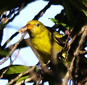 [Western Tanager]
