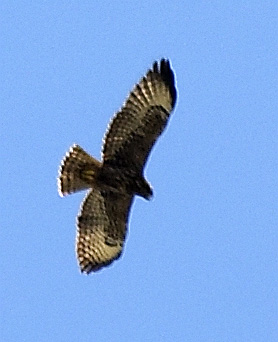 [Short-tailed Hawk]