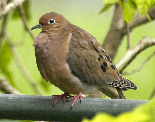 [Mourning Dove]
