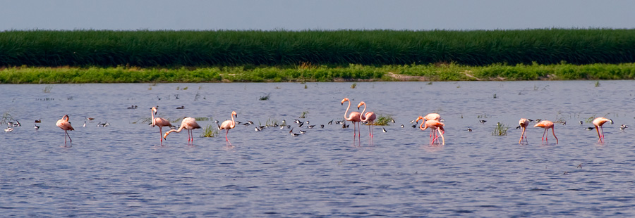 [Greater Flamingos]