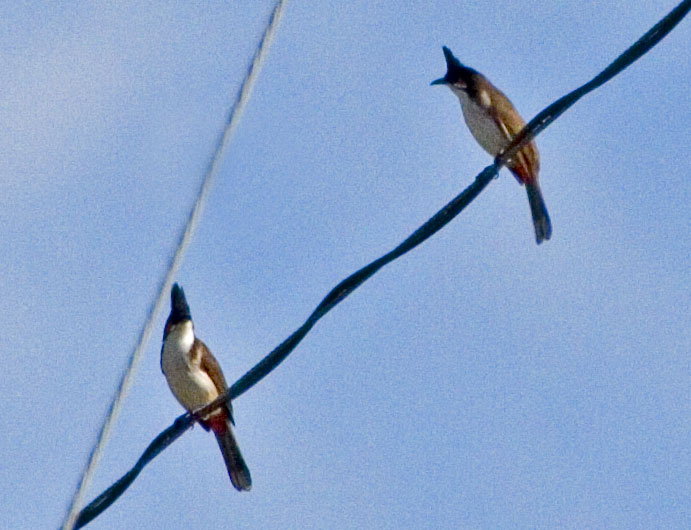 [Red-whiskered Bulbuls]