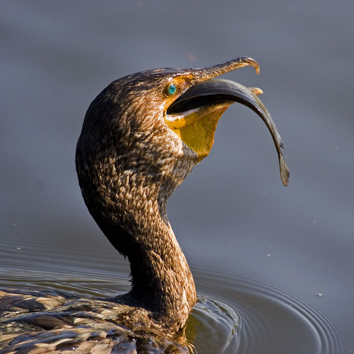 [Double-crested Cormorant]