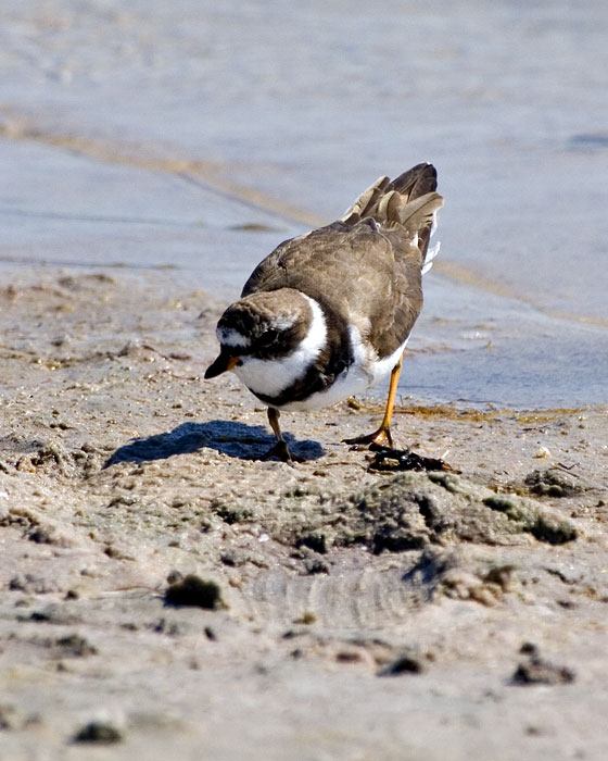 [Semipalmated Plover]