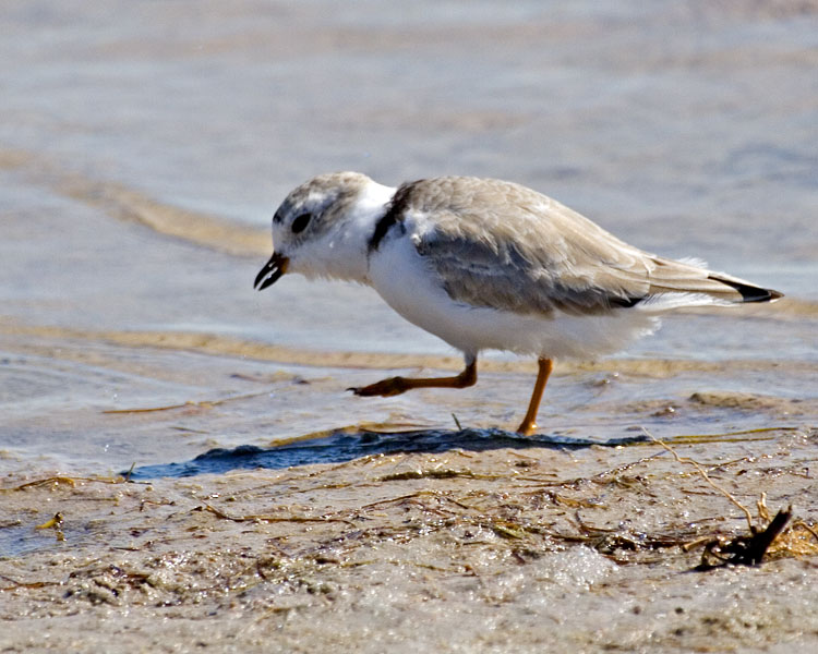 [Piping Plover]