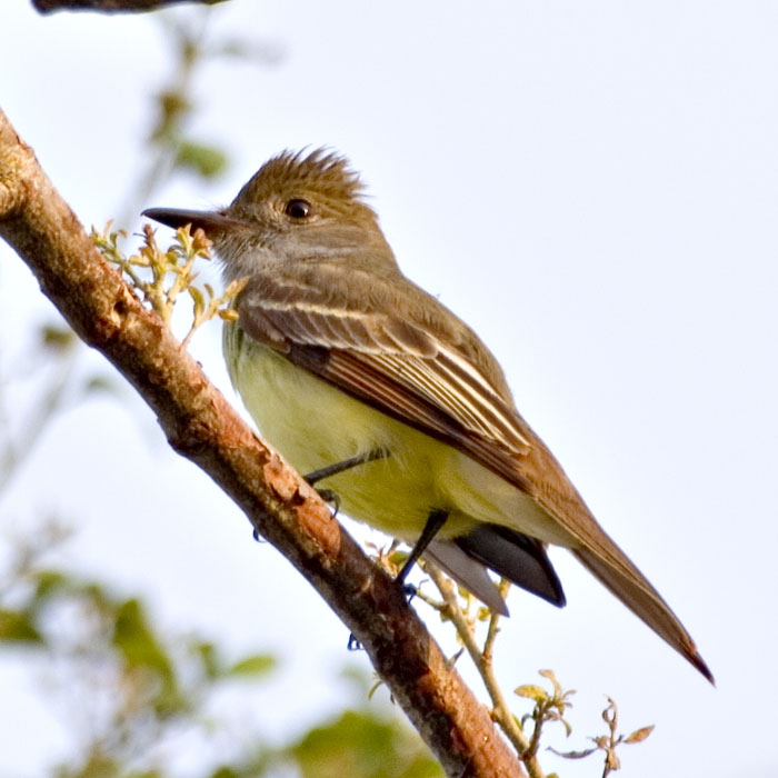 [Great Crested Flycatcher]