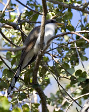 Yellow-billed Cuckoo