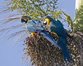 Blue-and-yellow Macaws
