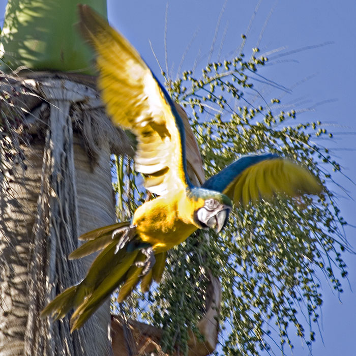 [Blue-and-yellow Macaw]