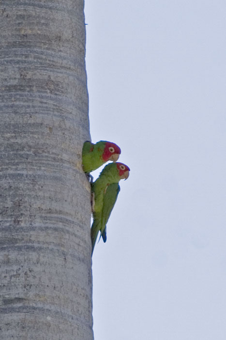 [Red-masked Parakeets]