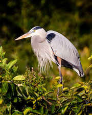 Great Blue Heron