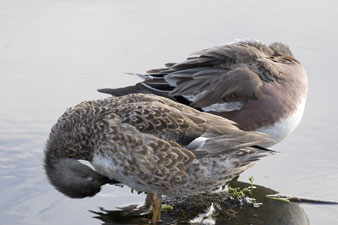 Gadwall and Wigeon