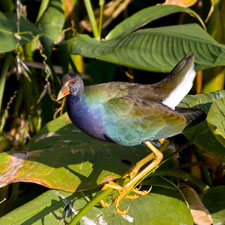 Purple Gallinule