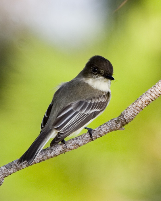 [Eastern Phoebe]