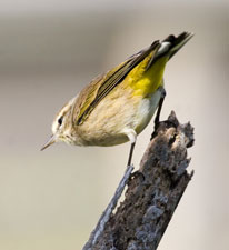 Palm Warbler