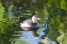 Pied-billed Grebe