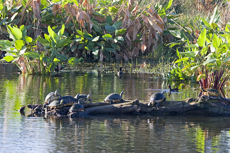 [Florida Red-bellied Turtles]