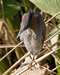 Green Heron