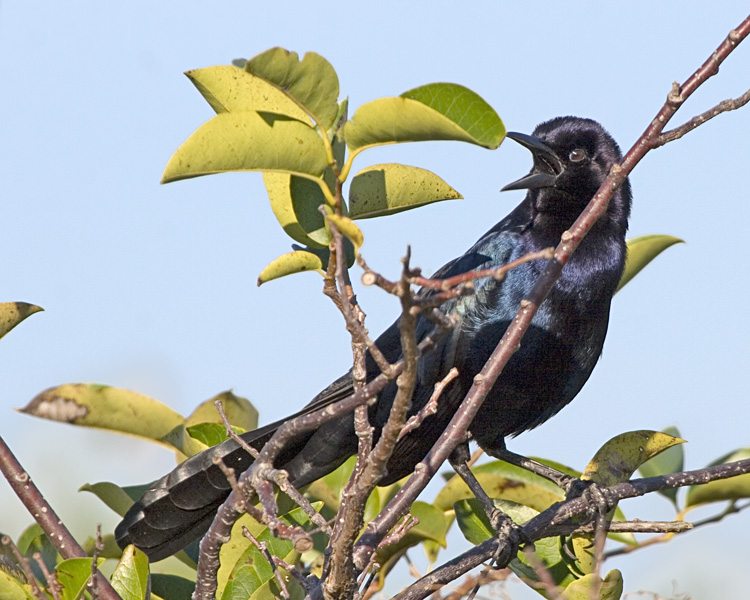 [Boat-tailed Grackle]