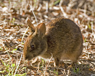 Marsh Rabbit