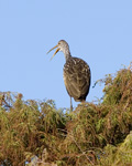 Limpkin