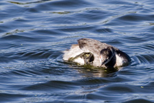 Eared Grebe