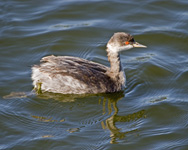 Eared Grebe