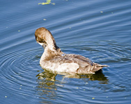 Lesser Scaup