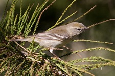 Pine Warbler