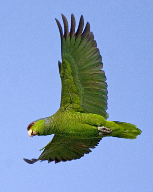 [Lilac-crowned Parrot]