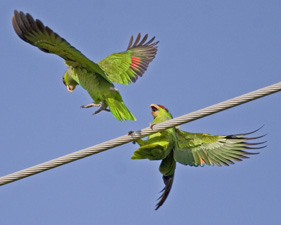 Lilac-crowned Parrots
