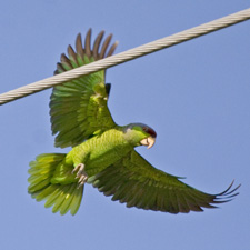 Lilac-crowned Parrot