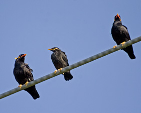 Hill Myna Family