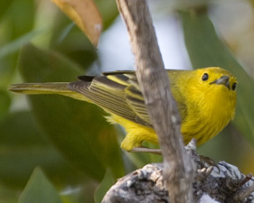 Yellow Warbler