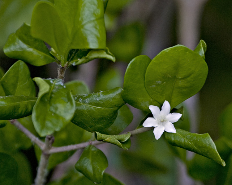 [White Indigoberry]