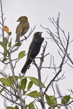 Bobolinks