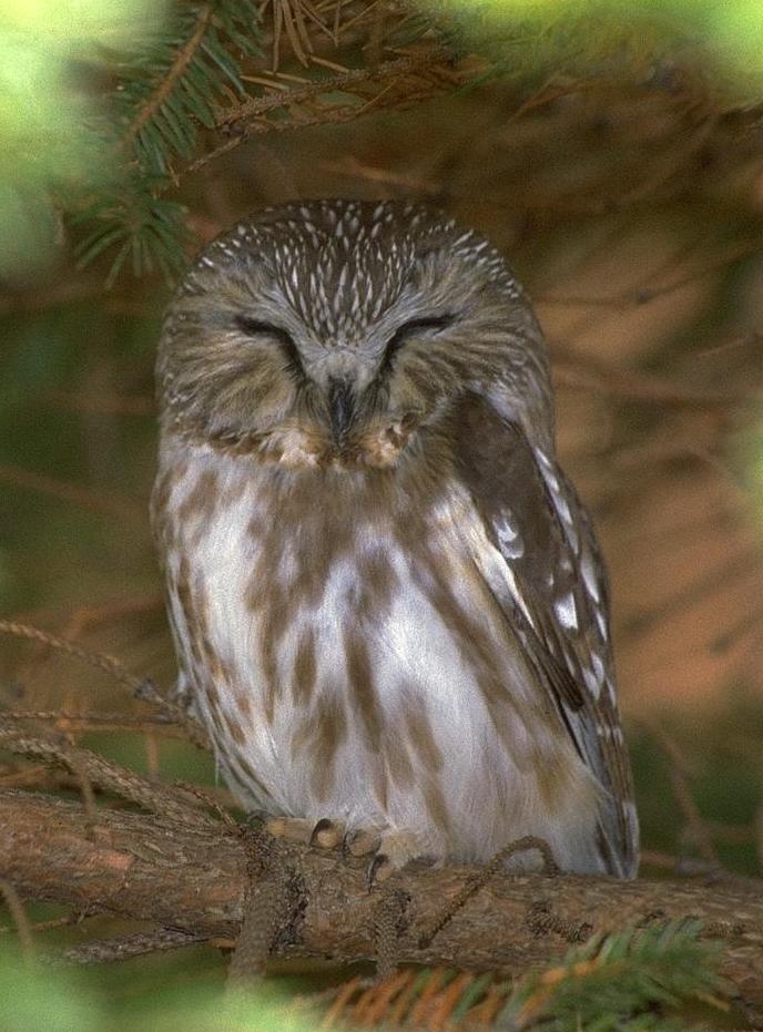 [Northern Saw-whet Owl]