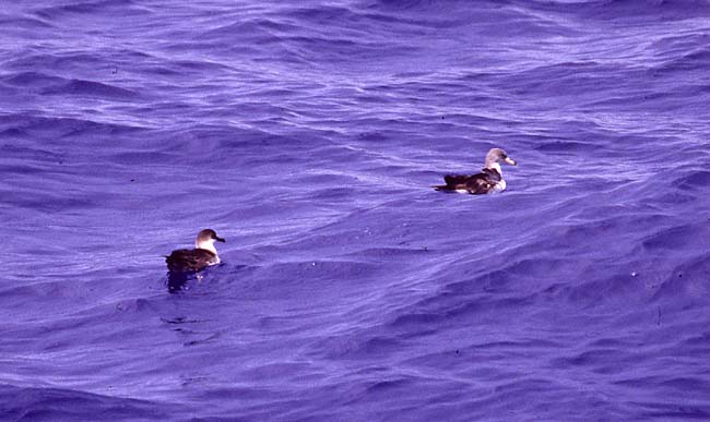 [Cory's and Greater Shearwaters]